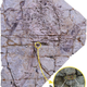 El fósil de Caudipteryx, con el fragmento inspeccionado insertado en amarillo a la derecha